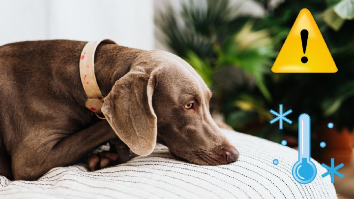 ¿A qué razas de perro sí hay que tapar en invierno? Estos lomitos pasan más frío de lo normal