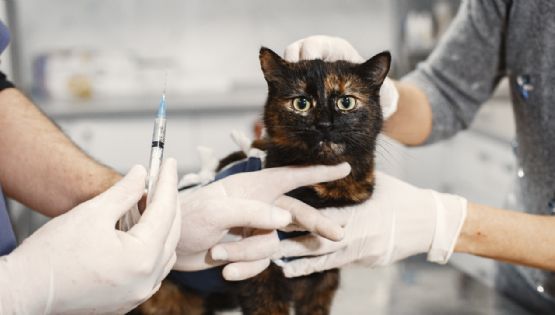 ¿Es seguro que vacunen a tu gato contra rabia y la triple felina el mismo día?