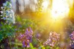 Foto ilustrativa de la nota titulada: Así te afectará el equinoccio de primavera, según tu signo del zodiaco
