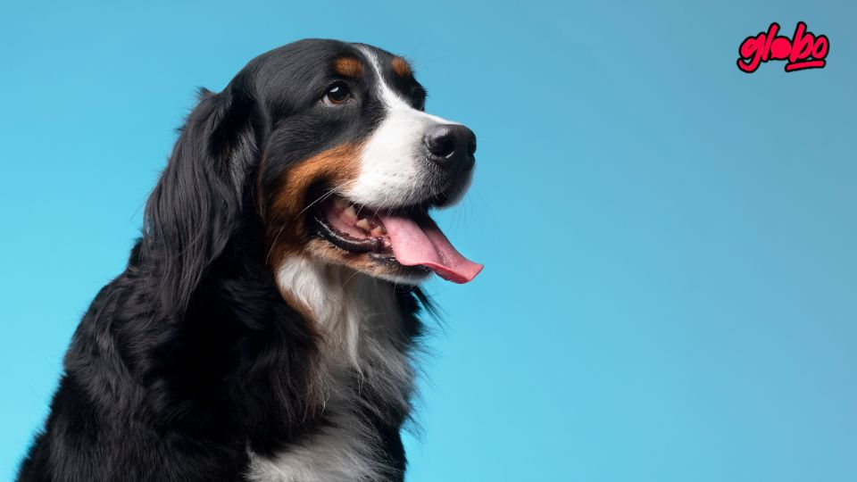 Estos son los 5 nombres perfectos y llenos de personalidad para tu lomito.