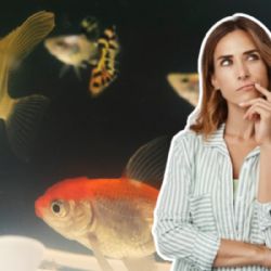 ¿Cuánto años vive un pez de pecera y qué especies de peces son más longevas?