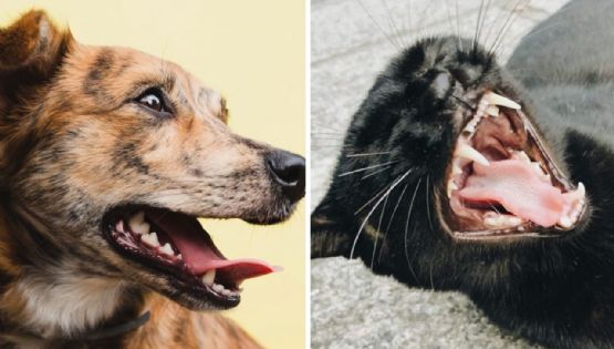 ¿Qué animales o mascotas además de perros y gatos te pueden transmitir rabia?