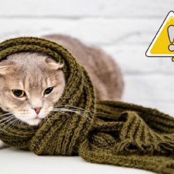 ¿Debes tapar a los gatos para dormir en la noche y cómo saber si tu michi tiene frío?