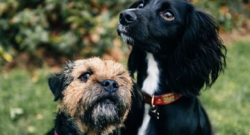 ¿Tienes varias mascotas? Conoce las 10 razas de perros reactivos con otros animales