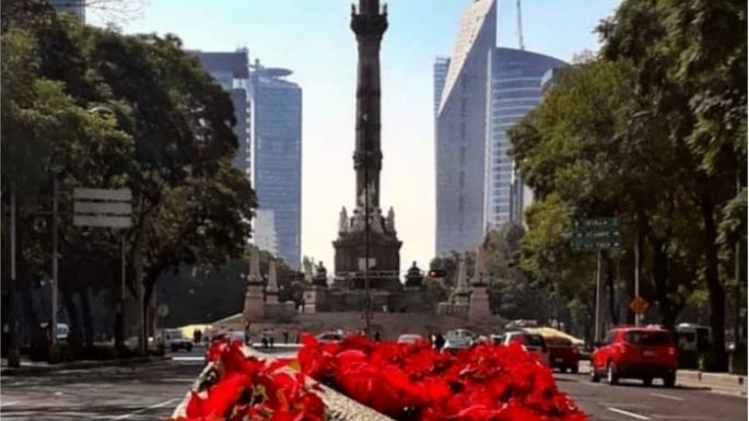 ¿Cómo cuidar tu flor de Nochebuena para que duré más?