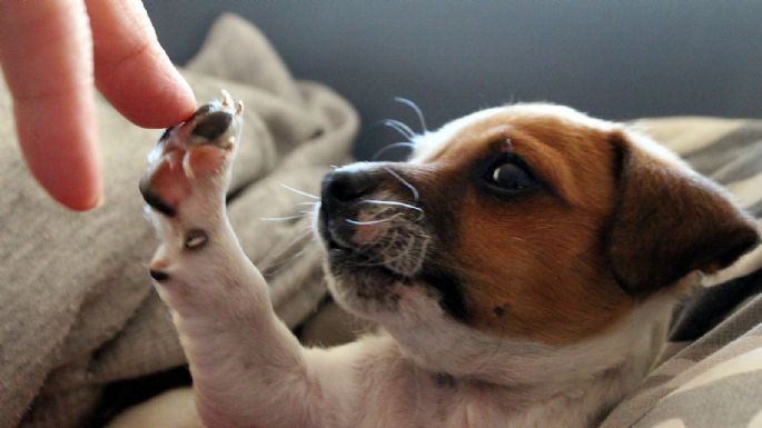 Mascotas: ¿Cuáles son las palabras que tu perro sí puede entender?