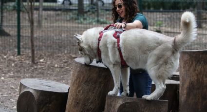 Este es el parque de perritos más bonito de la CDMX, ¿lo conoces?