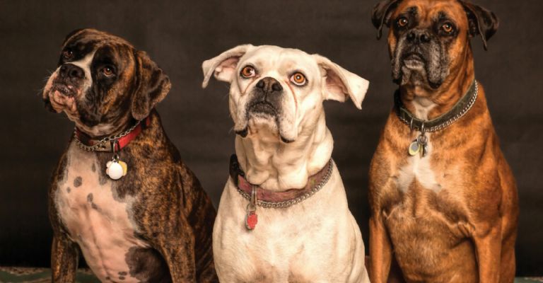 Ofrenda para perros colectiva en CDMX Envía la foto de tu lomito para este Día de Muertos 2024