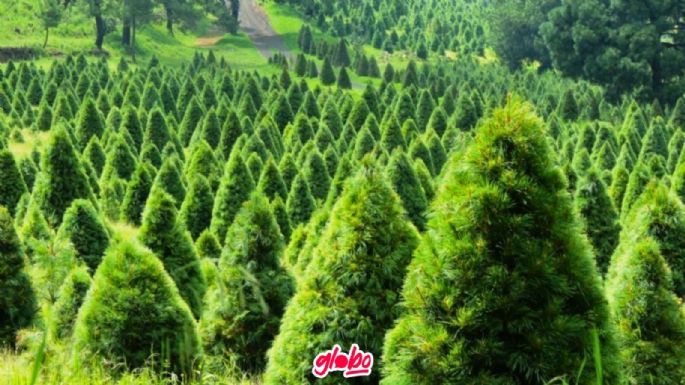 Bosque de Árboles de Navidad en Amecameca: ¿Cómo llegar desde la CDMX y cuánto es de casetas?