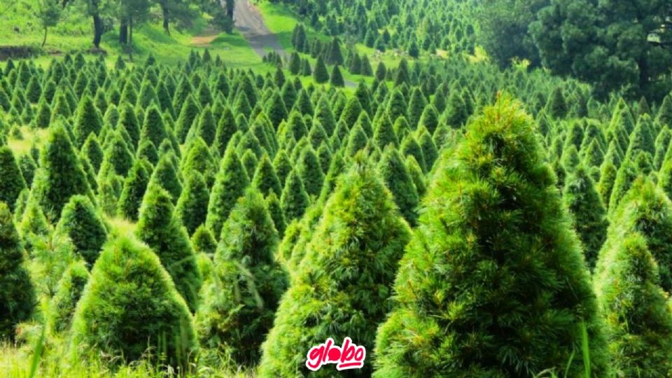 Amecameca es el Bosque de Árboles de Navidad.