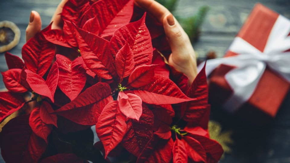 En este barrio mágico podrás encontrar la flor de nochebuena a bajo costo.