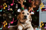 Foto ilustrativa de la nota titulada: Las 5 canciones navideñas que no pueden faltar en tu playlist para Navidad y Año Nuevo
