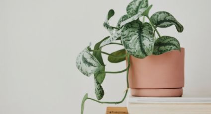 Las plantas que debes tener en tu casa para atraer la abundancia, según el Feng Shui