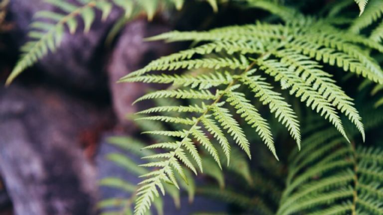 El helecho es una planta que atrae la paz y la buena energía en el hogar, de acuerdo al Feng Shui.