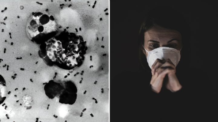 ¿Qué síntomas produce la peste bubónica y por qué está causando alarma en el mundo?
