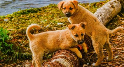 Perritos se divierten jugando a “Las Estatuas de Marfil”