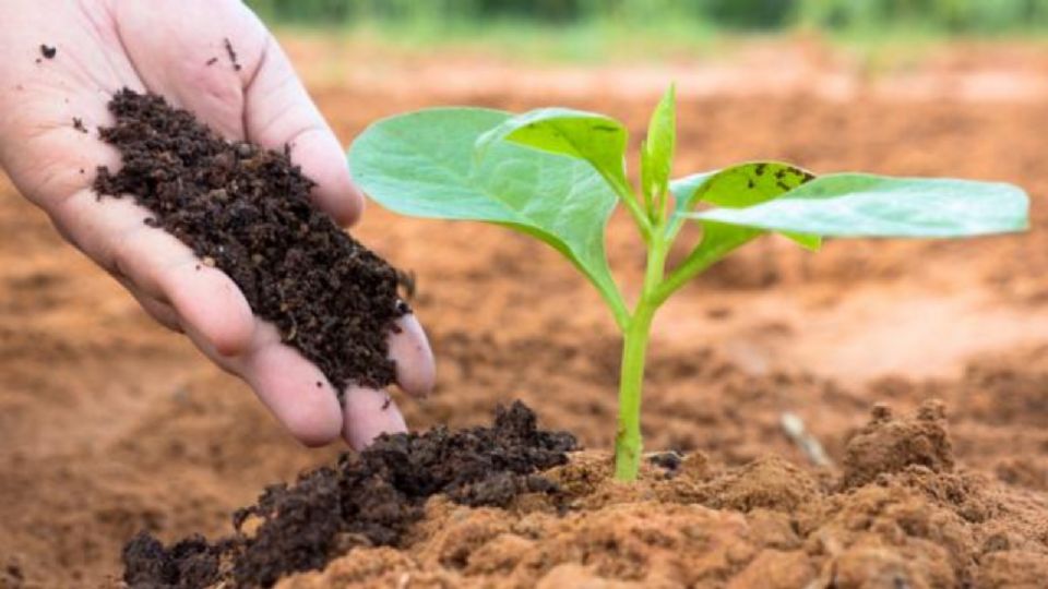 Aquí te explicamos cómo hacer abono para tus orquídeas.