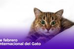 Día Internacional del gato: ¿Por qué los celebran?