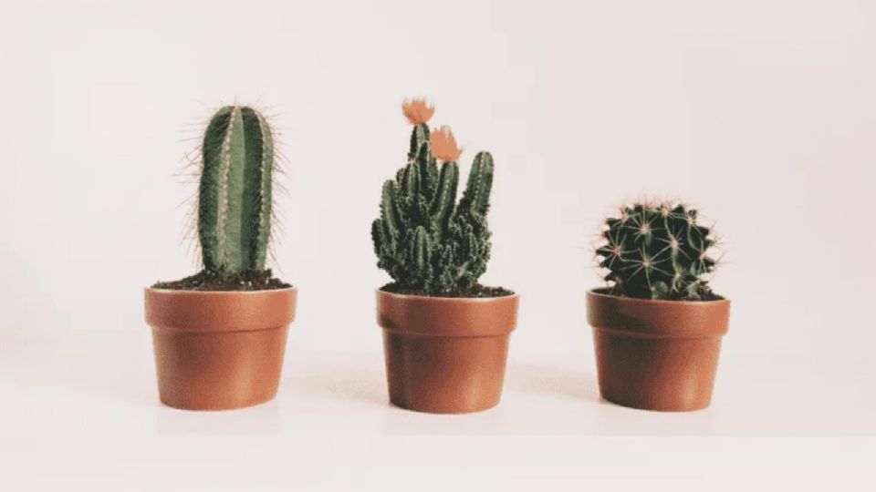 Estas son las plantas que no deberías tener en tu casa porque algunas atraen la mala suerte.