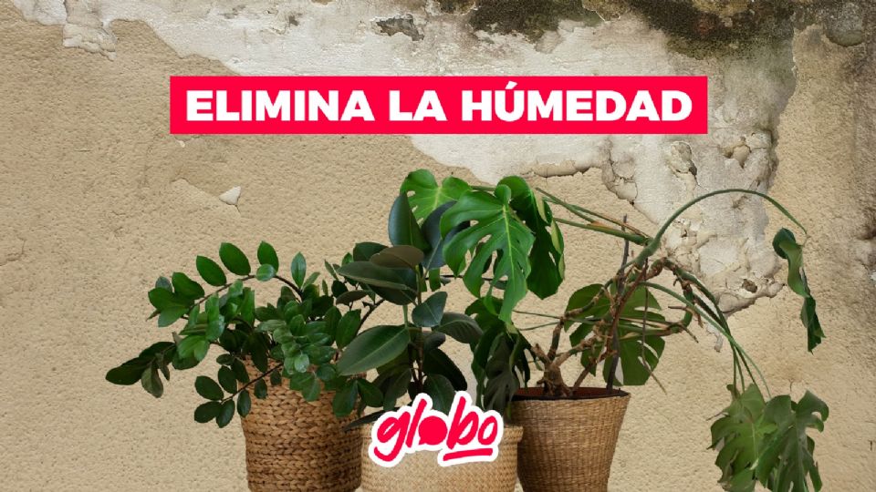 Combate la humedad de tu hogar con las plantas de interiores.