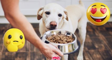 ¿Cuál es el mejor alimento para perros y como elegir las croquetas indicadas para nuestra mascota?