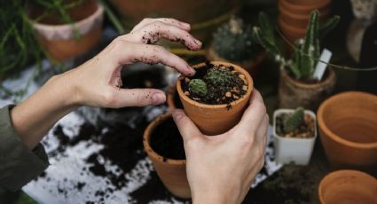 Cuál es el sustrato ideal para que tus plantas resistan mejor la temporada de lluvia