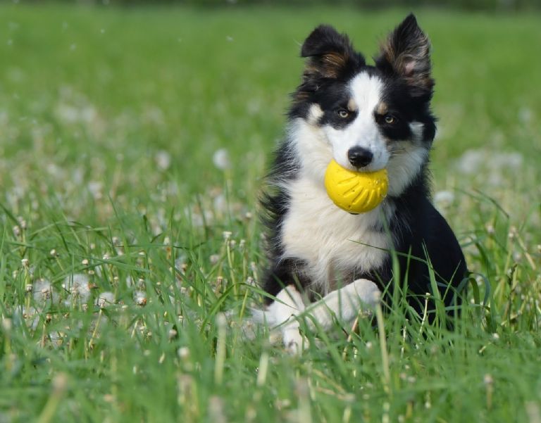 perro con pelota