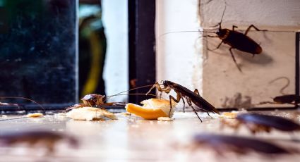 Cómo eliminar las cucarachas de tu hogar usando esta fruta