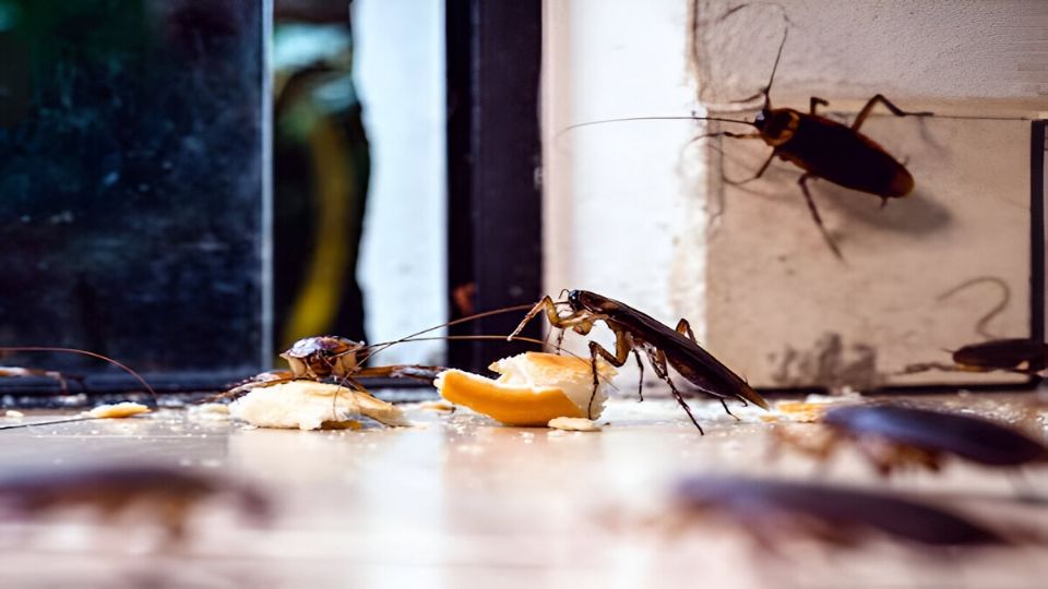 Este repelente natural cuidará de tu familia y ahuyentará a esta plaga