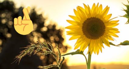 ¿Hacia dónde poner los girasoles para atraer la buena suerte y abundancia, según el feng shui?