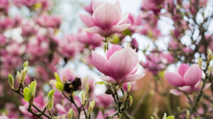 3 plantas que deberías podar antes que termine junio para que estalle de flores en la próxima temporada