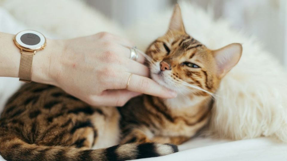 Beneficios de criar un gato en el hogar