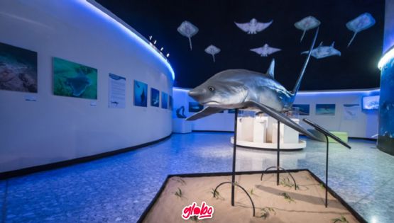 Exposición Tiburones del Museo de Historia Natural: ¿Cuándo ir y cuál es el costo de los boletos?