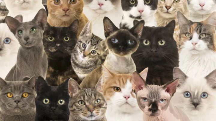 Conoce el significado de cada tipo de color de gato