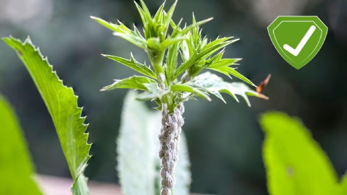 Estos son los mejores 5 repelentes naturales para eliminar la cochinilla algodonosa de tu jardín