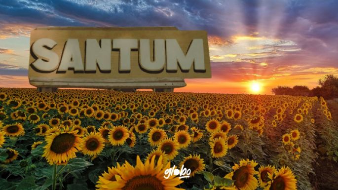 Visita "Santum" el Santuario de Girasoles: Dónde y cuándo