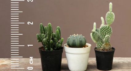 Así puedes cultivar cactus miniaturas de forma sencilla