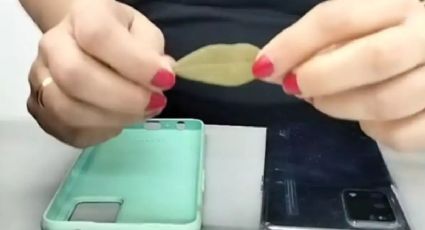 Aprende el trucazo de colocar una hoja de laurel en la carcasa de tu celular