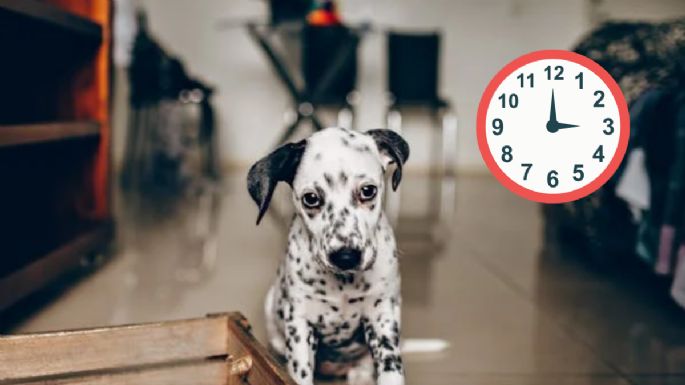 Conoce cuánto es el tiempo que se puede dejar a un perro solo en casa