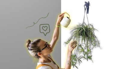 Conoce la mejor forma de regar la planta cinta para que crezca más linda