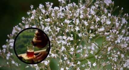 ¿Cómo se toma el té de valeriana en la noche para dormir y quiénes pueden consumirlo?