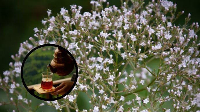 ¿Cómo se toma el té de valeriana en la noche para dormir y quiénes pueden consumirlo?