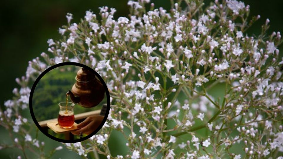 ¿Cómo se toma el té de valeriana en la noche para dormir y quiénes pueden consumirlo?. Fuente: Foto: Pexels / Producción FM Globo