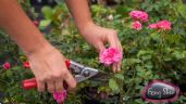 Foto ilustrativa de la nota titulada Cuáles son los mejores días para podar las plantas durante julio, según práctica milenaria