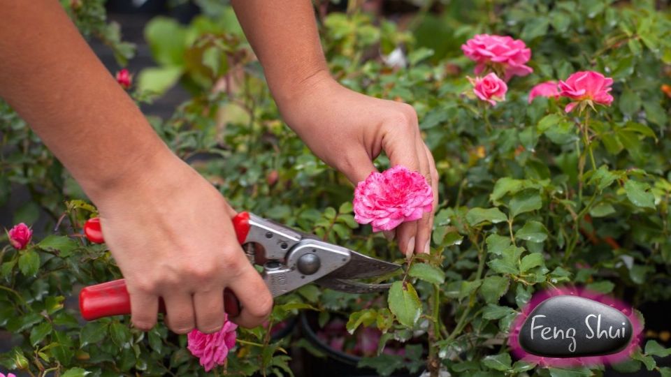 Cuáles son los mejores días para podar las plantas durante julio en 2024