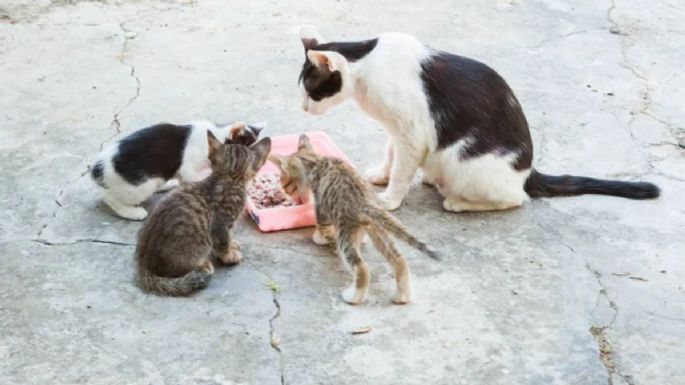 Un Biólogo exige la eliminación de los gatos de las calles: los motivos