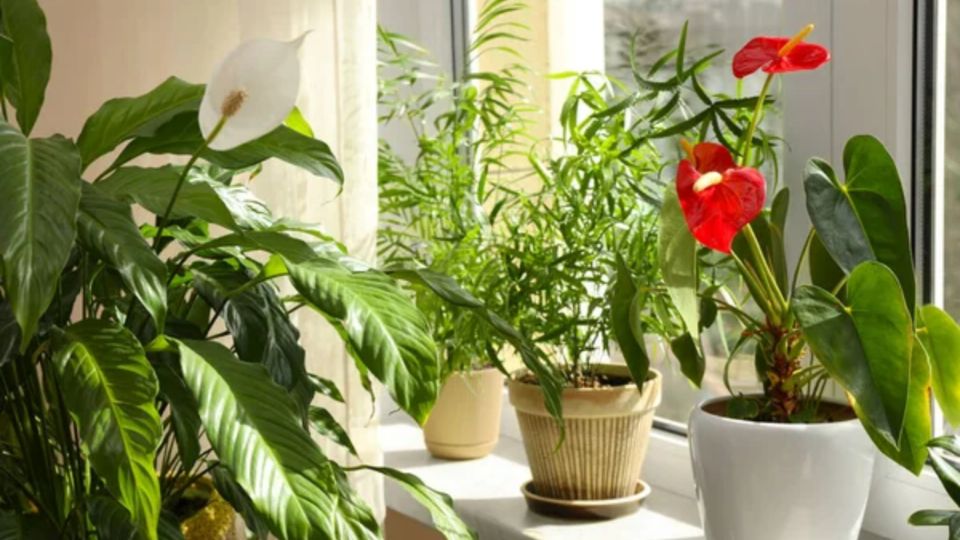 Conoce las tres mejores plantas para iluminar y decorar un departamento. Fuente: Foto: depositphotos.