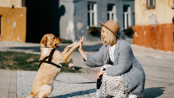 Harvard afirma que los perros ayudan a prevenir estas enfermedades en mujeres