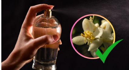 ¿Qué perfume huele a flor de azahar? Estos son los que tienen la esencia del lujo silencioso