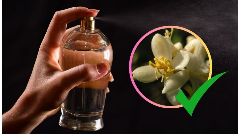 ¿Qué perfume huele a flor de azahar? Estos son los que tienen la esencia del lujo silencioso